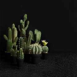 Florero Con Cactus 'Pachycereus Pringli' 22cm - Deko