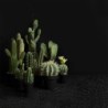 Florero Con Cactus 'Pachycereus Pringli' 22cm - Deko
